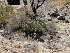 Opuntia arizonica