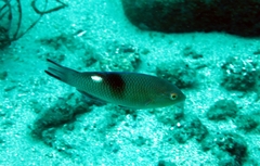 Bodianus speciosus