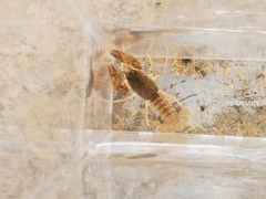 Cambarus graysoni
