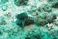 Serranus pulcher