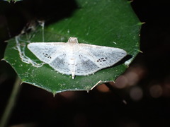 Calindoea anticalis