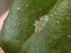 Pilocarpaceae
