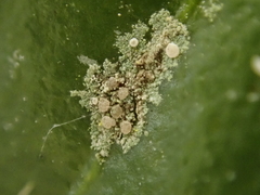 Pilocarpaceae