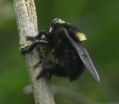 Mallophora leschenaulti