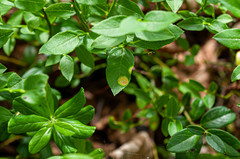 Exobasidium arescens