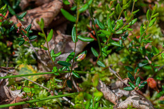 Exobasidium rostrupii