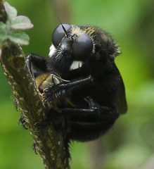 Mallophora leschenaulti