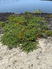 Myoporum parvifolium