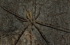 Tamopsis fickerti