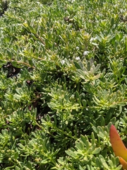 Myoporum parvifolium
