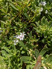 Myoporum parvifolium