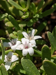 Myoporum parvifolium