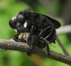 Mallophora leschenaulti