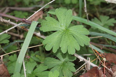 Geranium neglectum