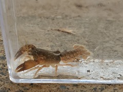 Cambarus graysoni