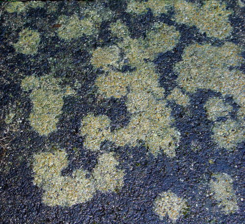 Chewing Gum Lichen