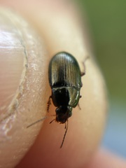 Amara familiaris