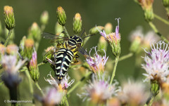 Stictia signata