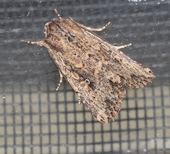 Dasygaster padockina