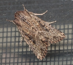 Dasygaster padockina