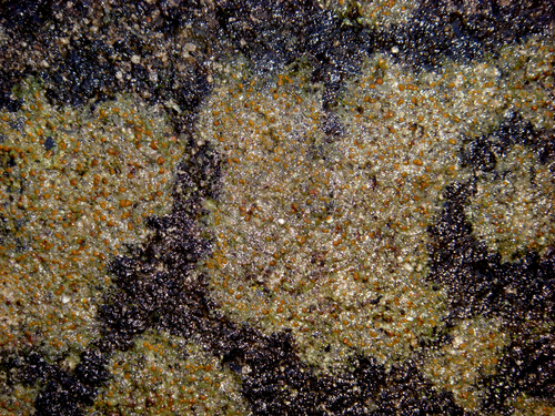 Chewing Gum Lichen