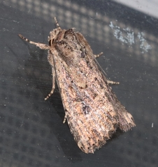 Dasygaster padockina