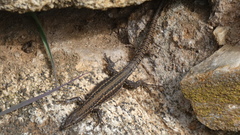 Podarcis guadarramae