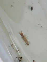 Hydrochara caraboides