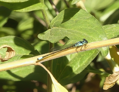 iNaturalist observation photo of Pacific Forktail