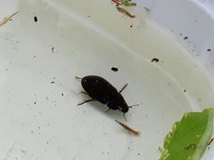 Hydrochara caraboides