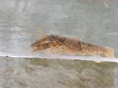 Cambarus tenebrosus