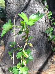 Ribes inerme inerme
