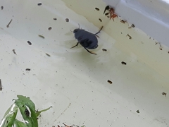 Hydrochara caraboides