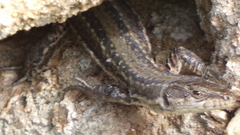 Podarcis guadarramae