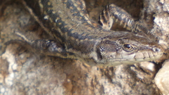 Podarcis guadarramae