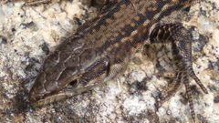 Podarcis guadarramae