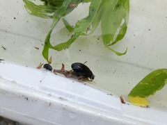 Hydrochara caraboides