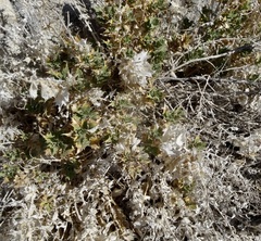 Ambrosia ilicifolia