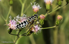 Stictia signata