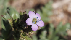 Gilia diegensis