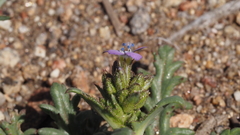 Gilia diegensis