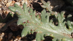 Gilia diegensis