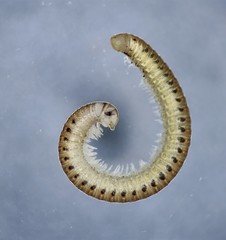 Cylindroiulus latestriatus