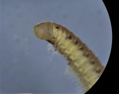 Cylindroiulus latestriatus