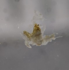 Cylindroiulus latestriatus