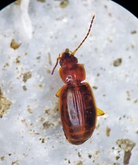 Trechus obtusus