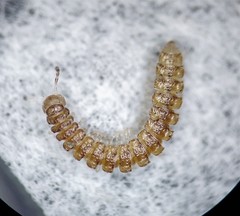 Brachydesmus superus