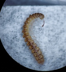 Brachydesmus superus