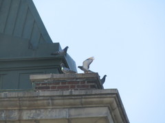 Columba livia domestica