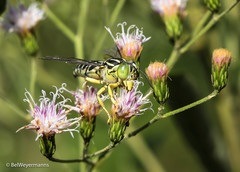 Stictia signata
